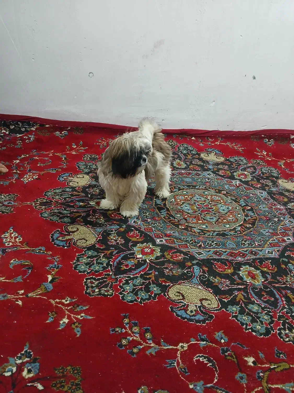 سگ شیتزو فلت|سگ|اراک, |دیوار