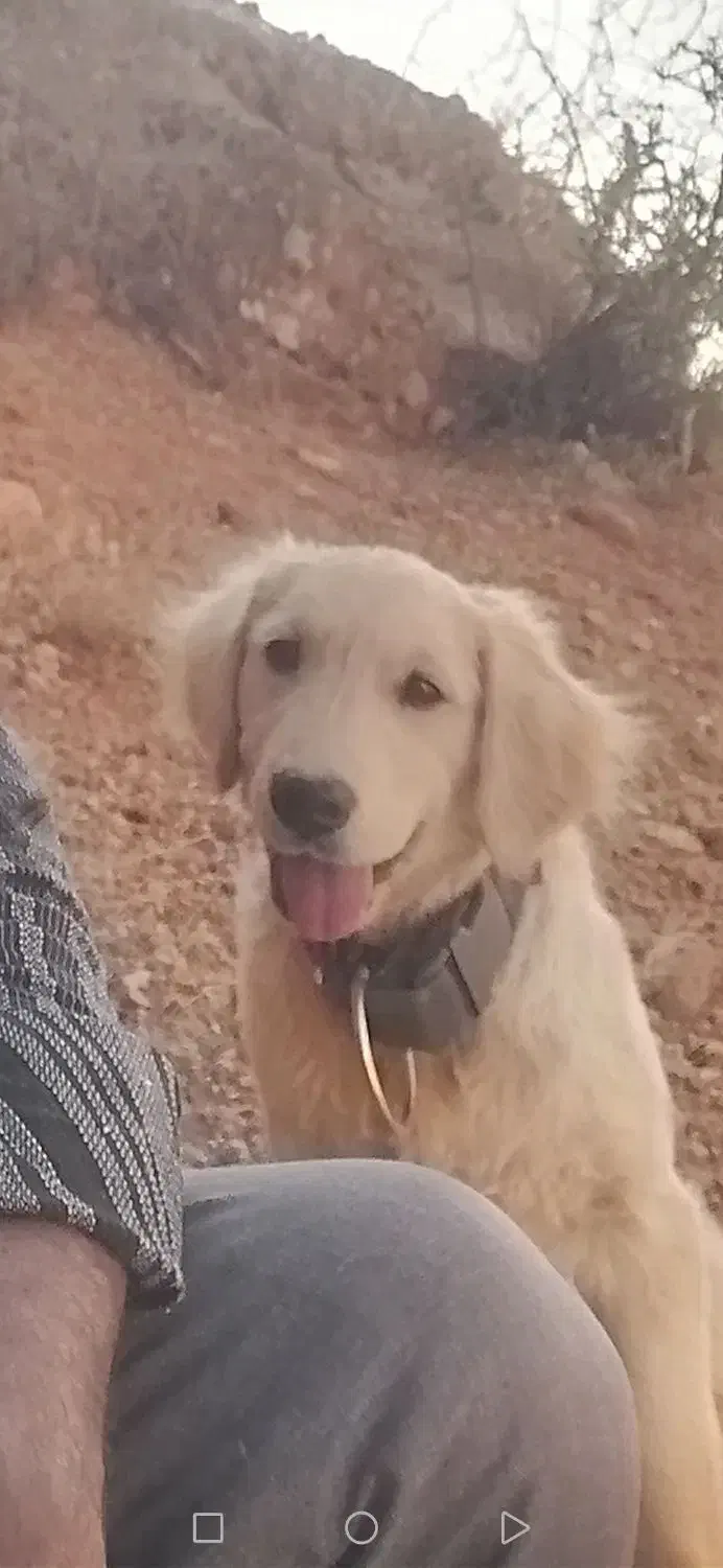 سلام این سگ گم شده|سگ|شیراز, غدیر شمالی|دیوار