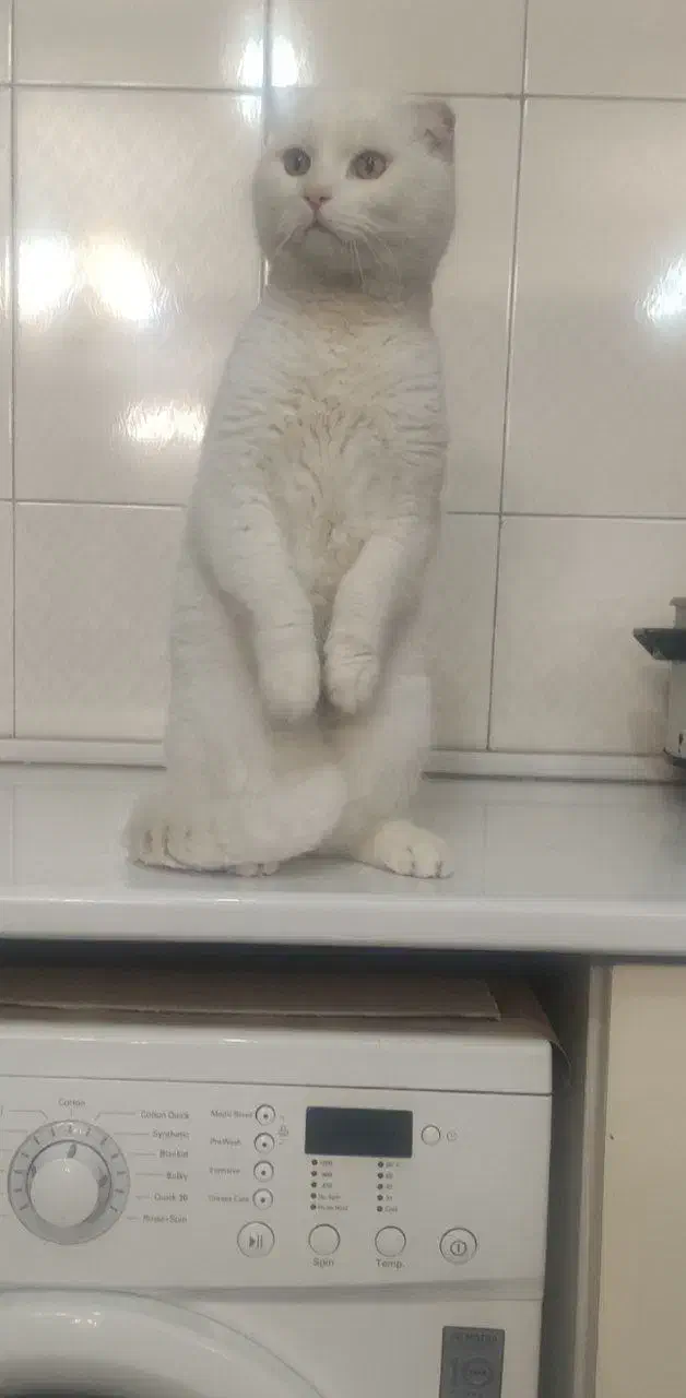 گربه اسکاتیش فولد|گربه|تبریز, |دیوار