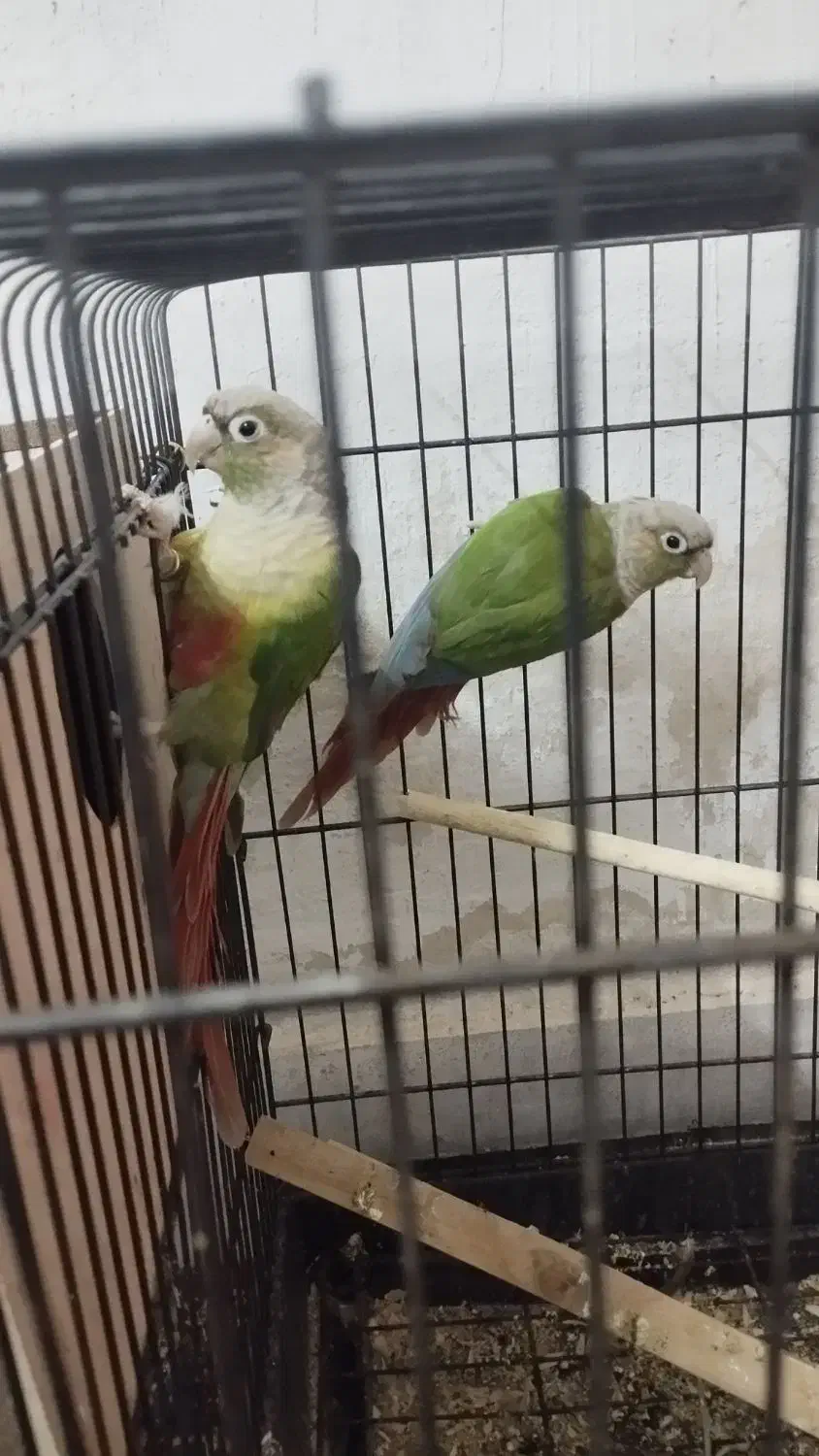 گرینچیک|پرنده|یزد, |دیوار