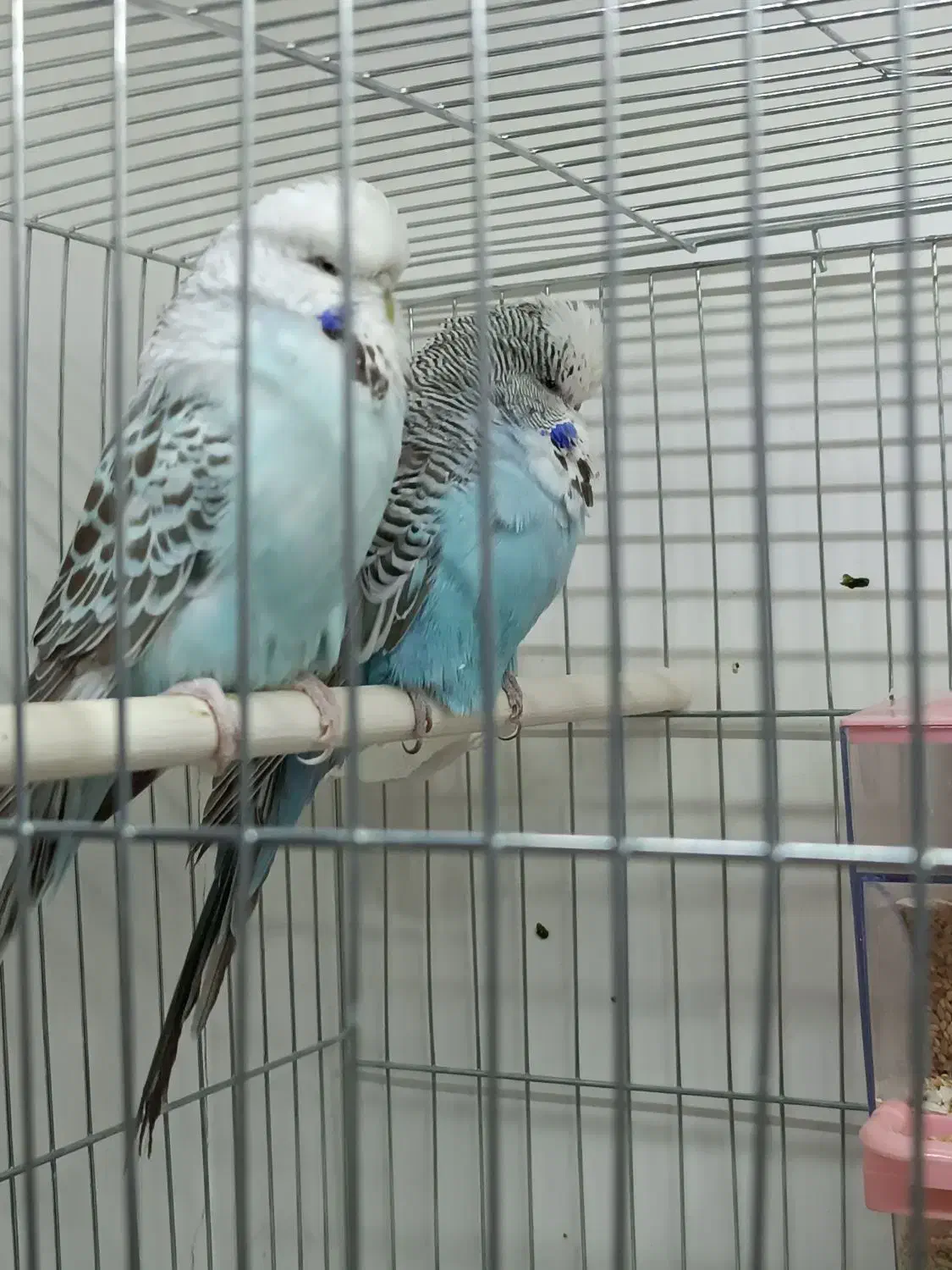 پرنده|پرنده|تهران, بوستان چیتگر|دیوار