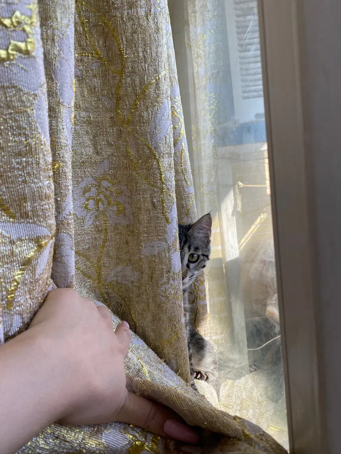 گربه پلنگی|گربه|فولادشهر, مسکن مهر فولادشهر|دیوار