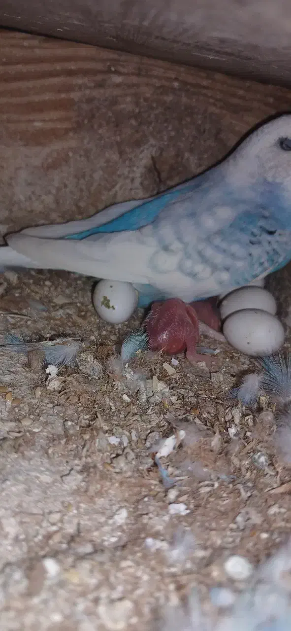 مرغ عشق مولدروی جوجه|پرنده|قائمشهر, |دیوار