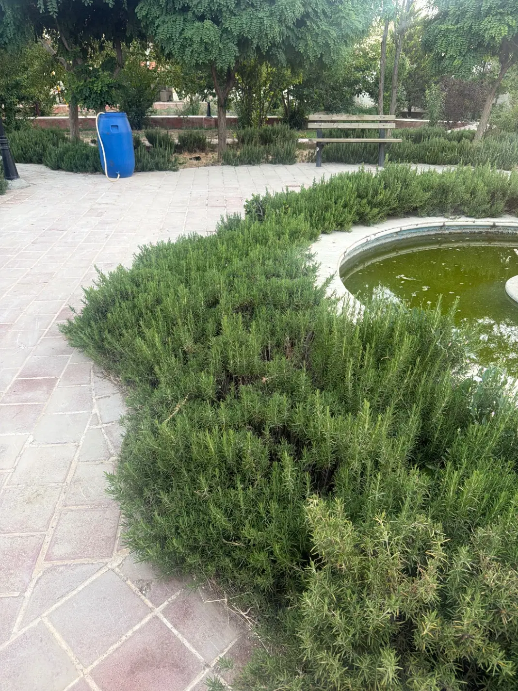 رزماری|گل و گیاه طبیعی|نجف‌آباد, گلدشت|دیوار