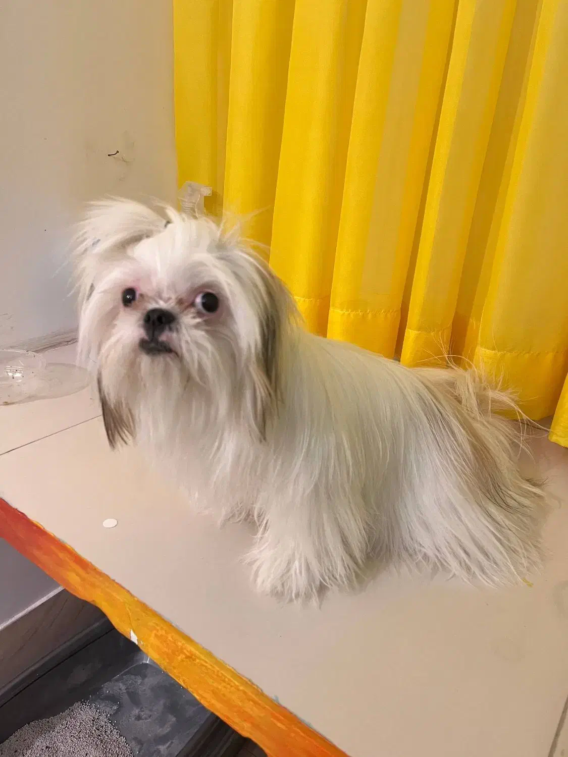 واگذاری|سگ|سبزوار, قلعهنو دهزار|دیوار