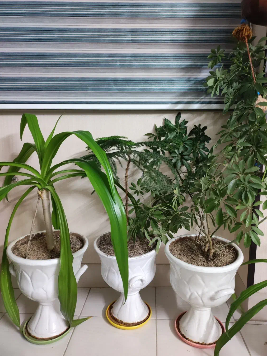 گل طبیعی|گل و گیاه طبیعی|شیراز, سفیرشمالی|دیوار