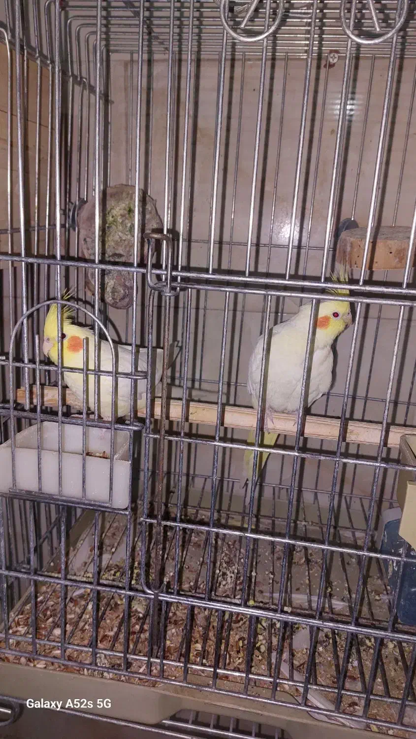 عروس هلندی لوتینو|پرنده|مشکیندشت, |دیوار