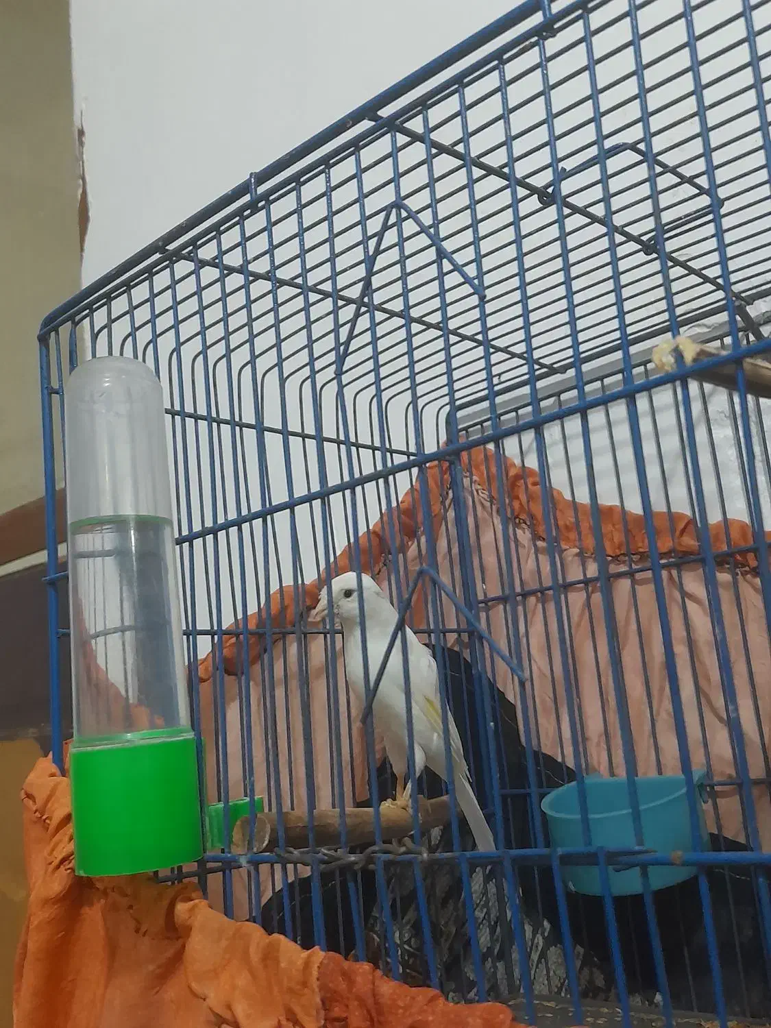 قناری نر|پرنده|بوشهر, |دیوار