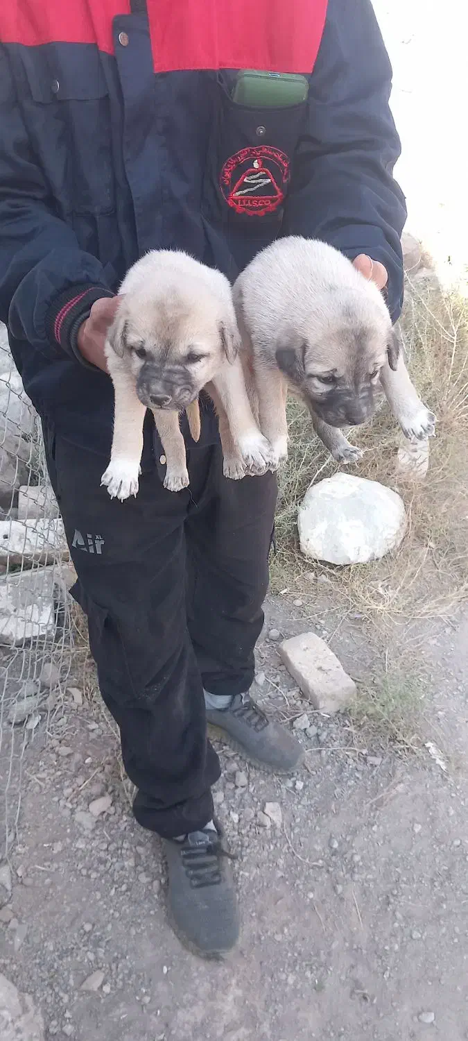 واگذاری توله سرابی|سگ|سراب, |دیوار