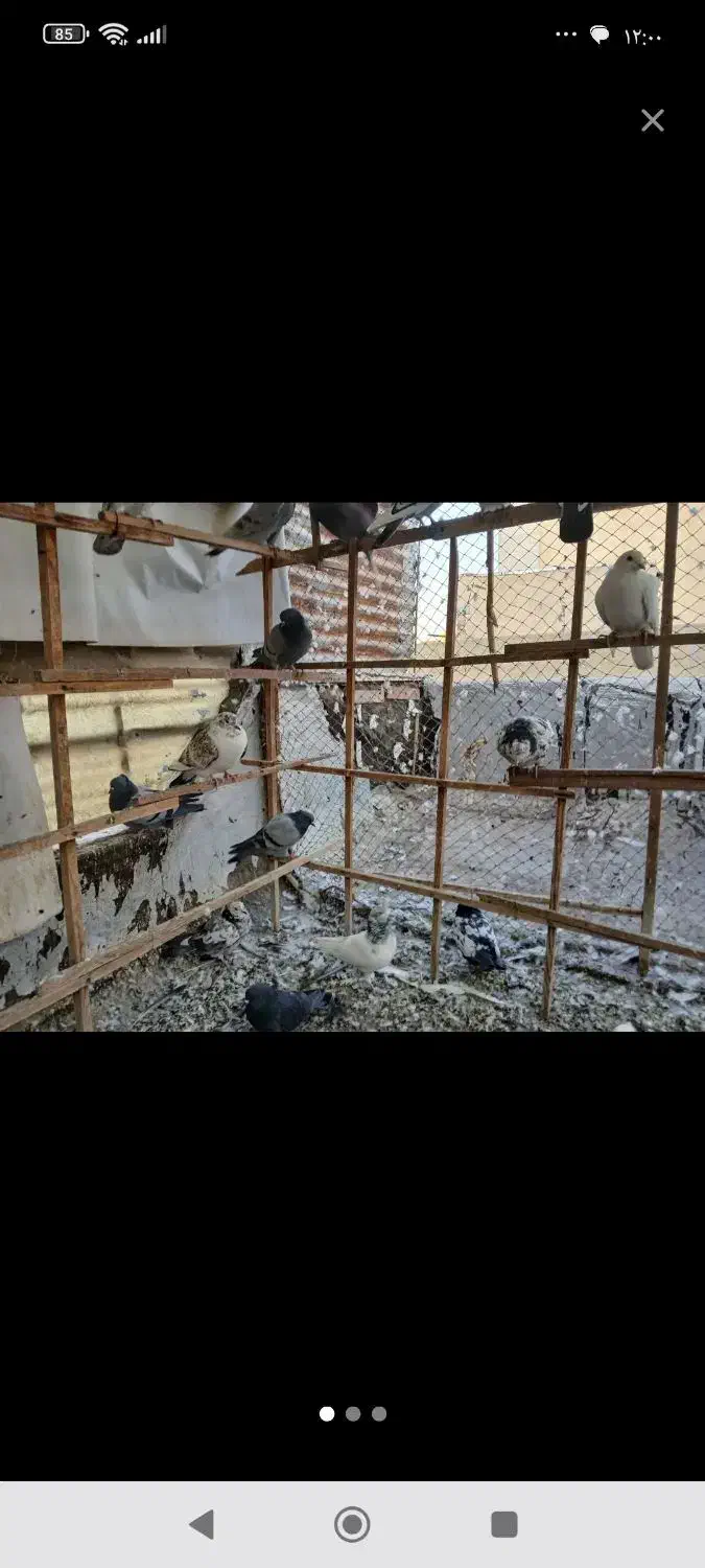 کبوتر|پرنده|هشتگرد, شهرک بعثت|دیوار