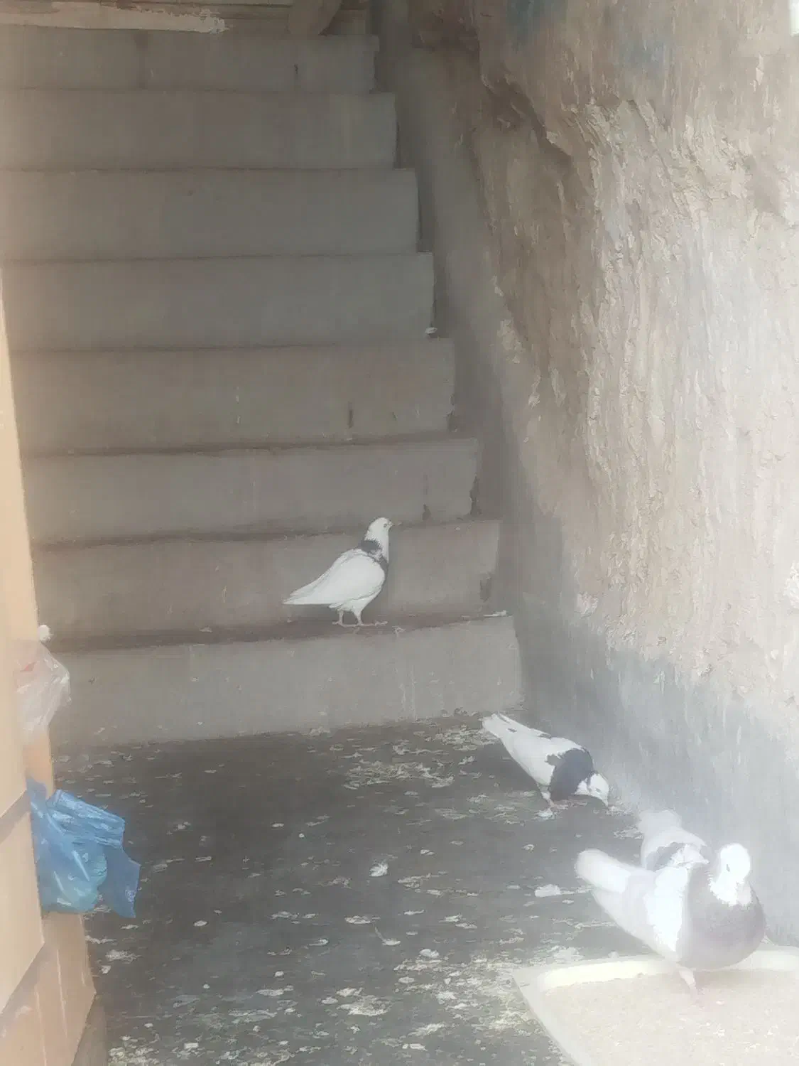 فروش پرنده خانگی کبوتر طوقی 8 عدد|پرنده|مسجد سلیمان, |دیوار