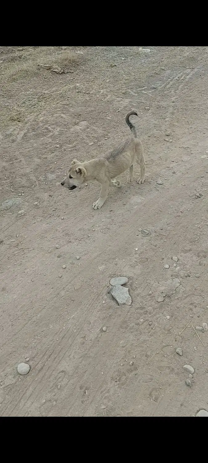 توله ماده اصیل سرابی|سگ|اردبیل, |دیوار