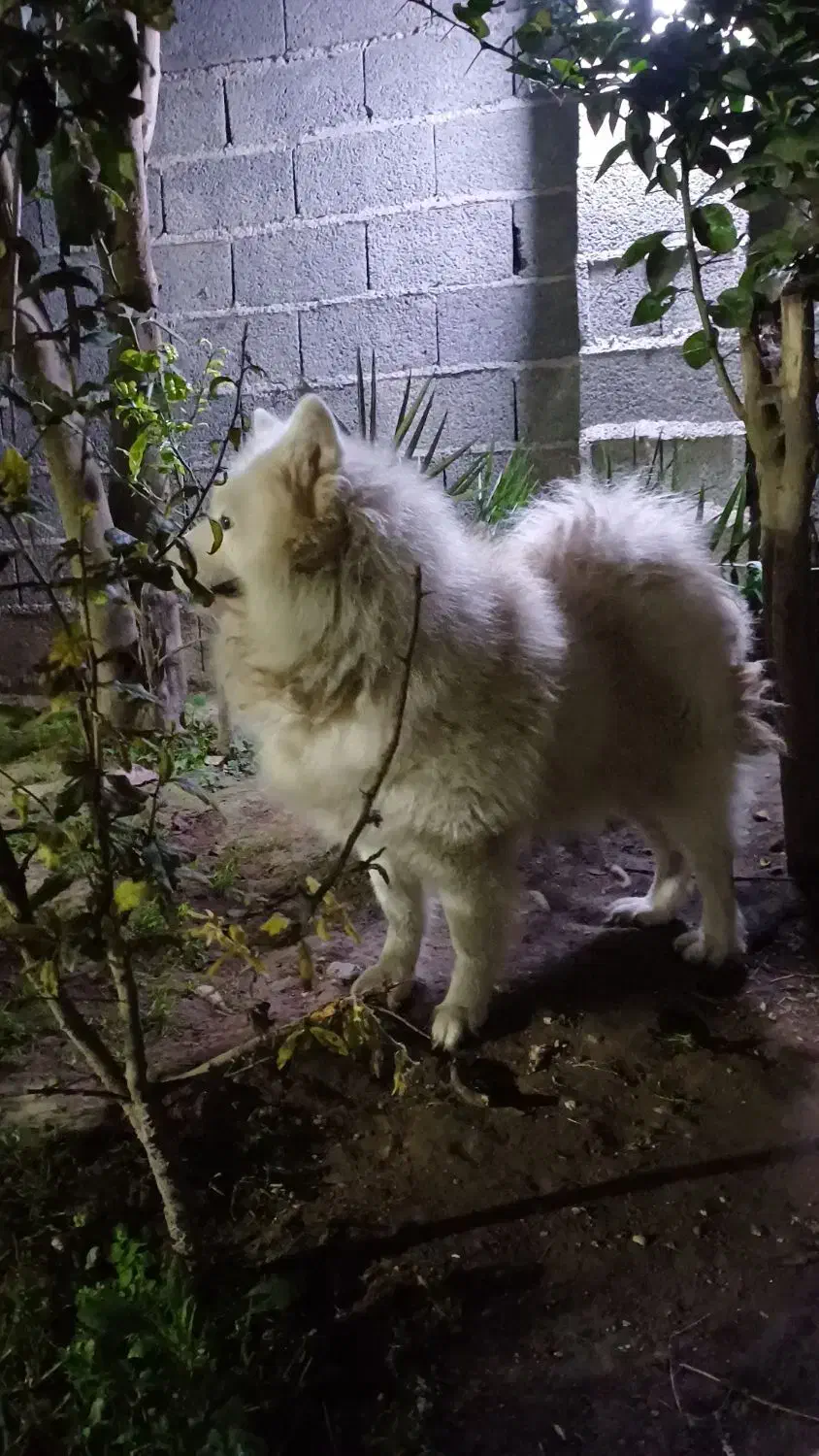 سگ سامویید|سگ|رشت, جانبازان|دیوار