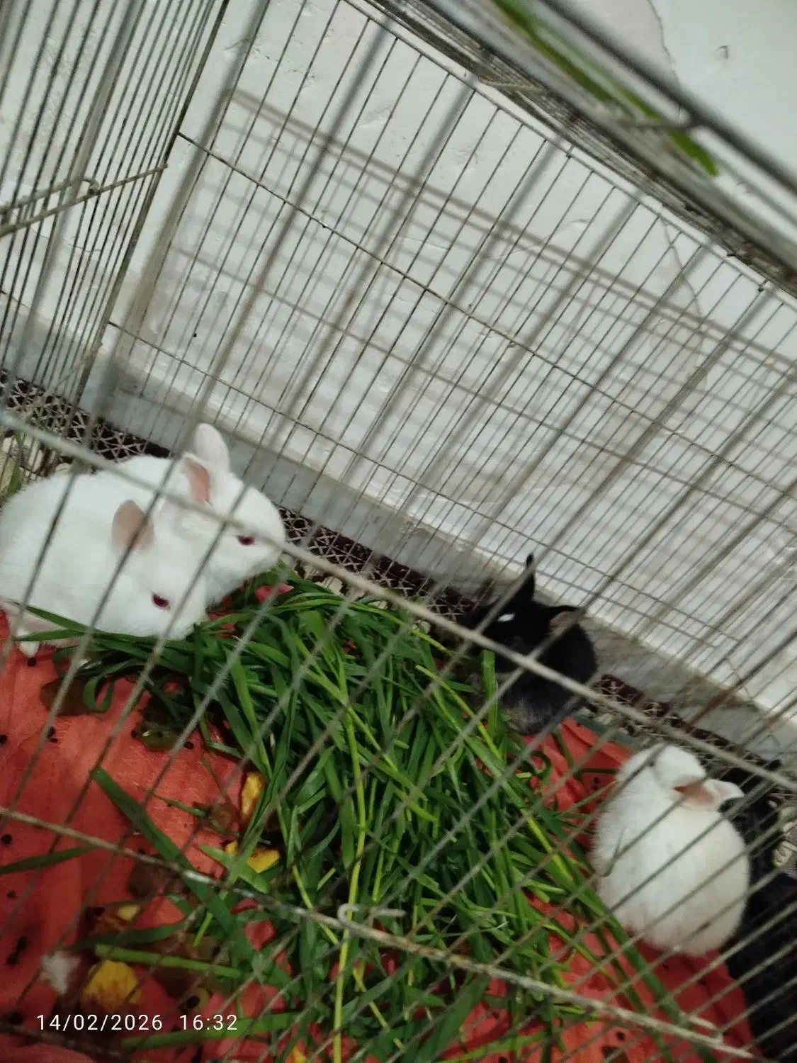 خرگوش|موش و خرگوش|یزد, |دیوار