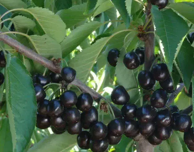 فروش نهال گیلاس تکدانه سیاه هارت|خدمات باغبانی و درختکاری|نظرآباد, رسالت|دیوار