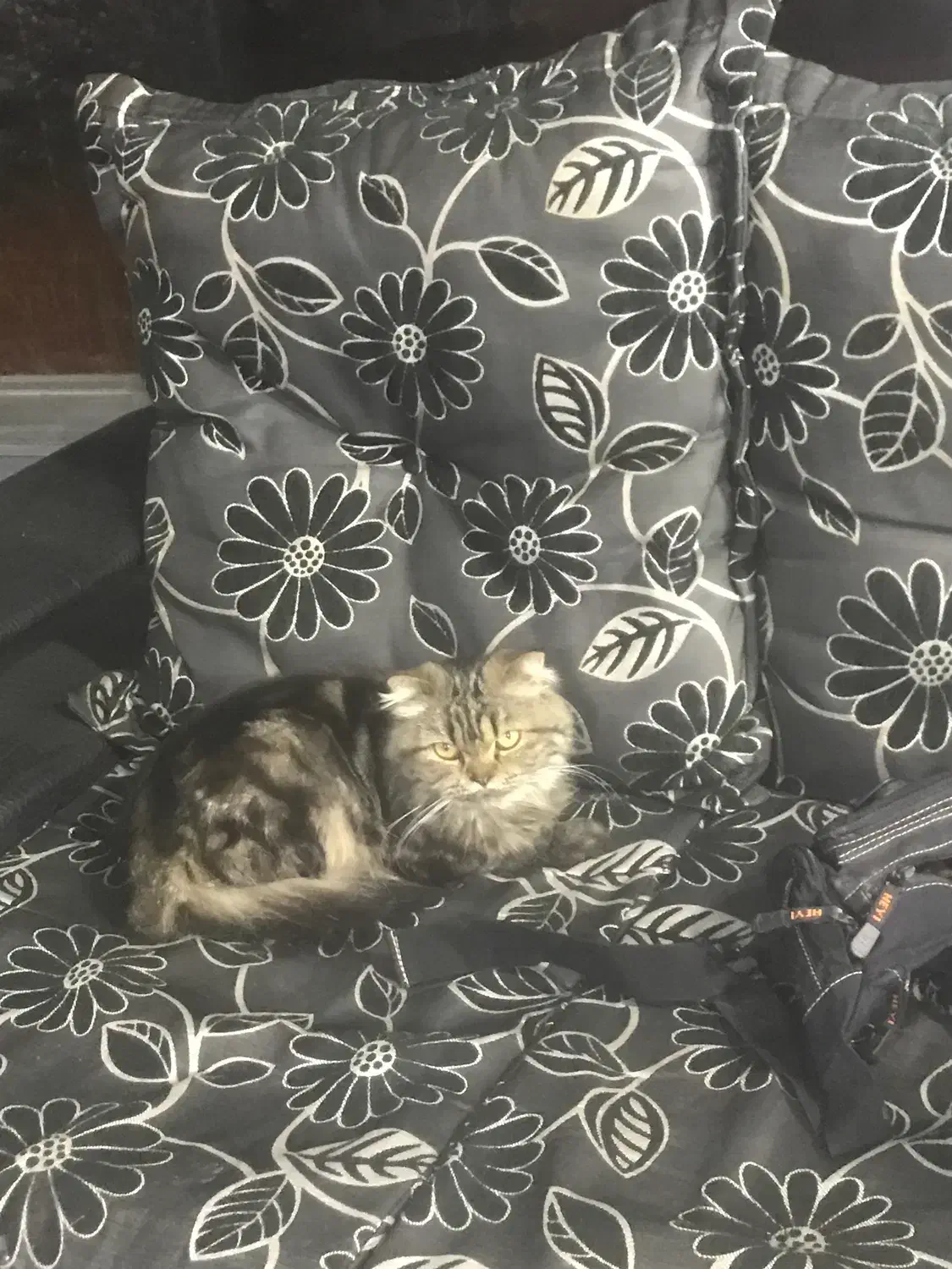 واگذاری رایگان|گربه|نمین, |دیوار