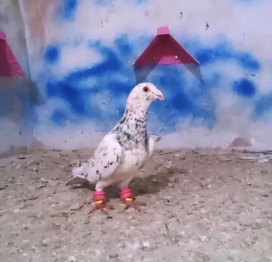 کفتر|پرنده|بیرجند, |دیوار