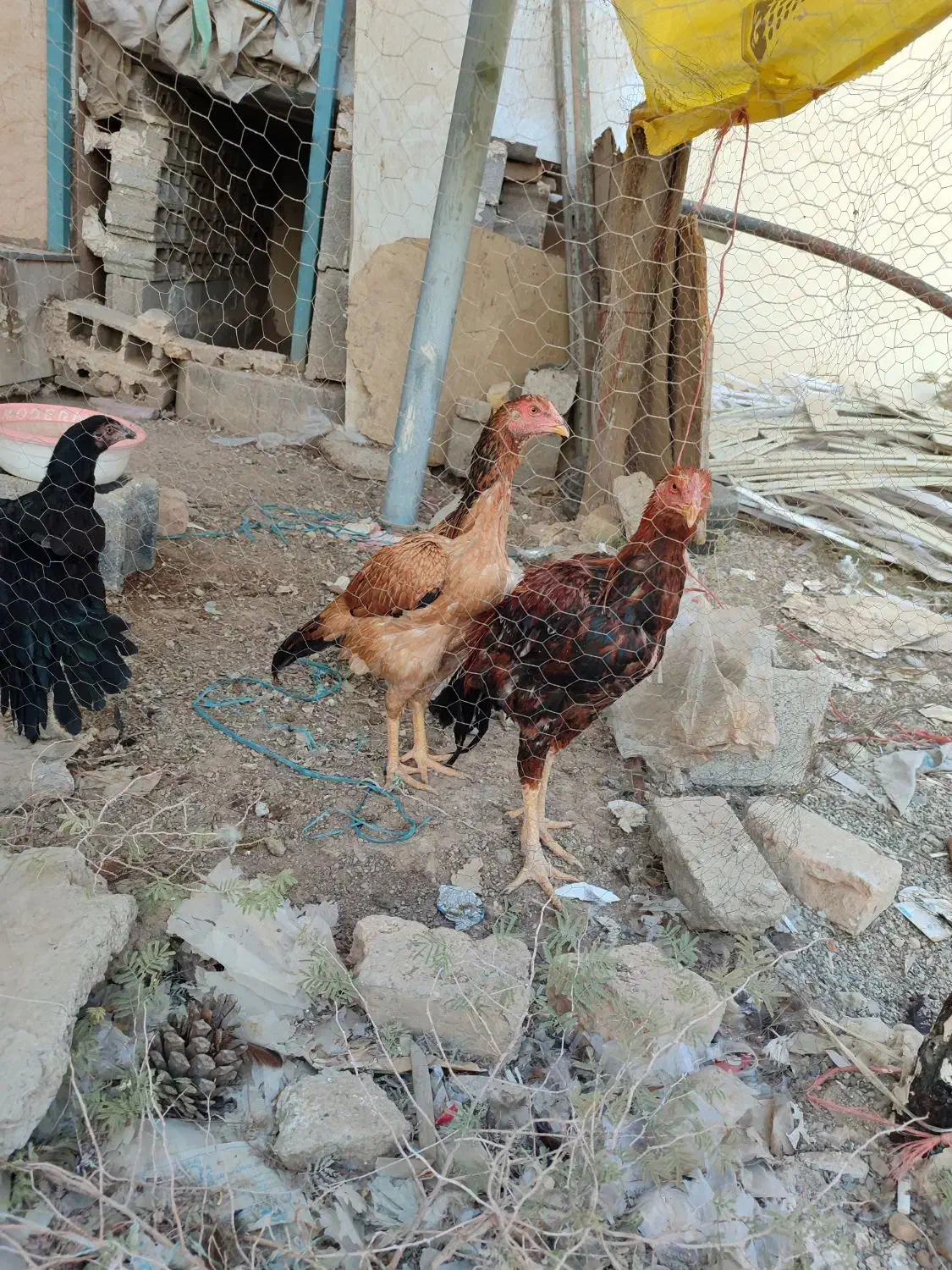 مرغ خروس|حیوانات مزرعه|ری, شهرک نظامی|دیوار