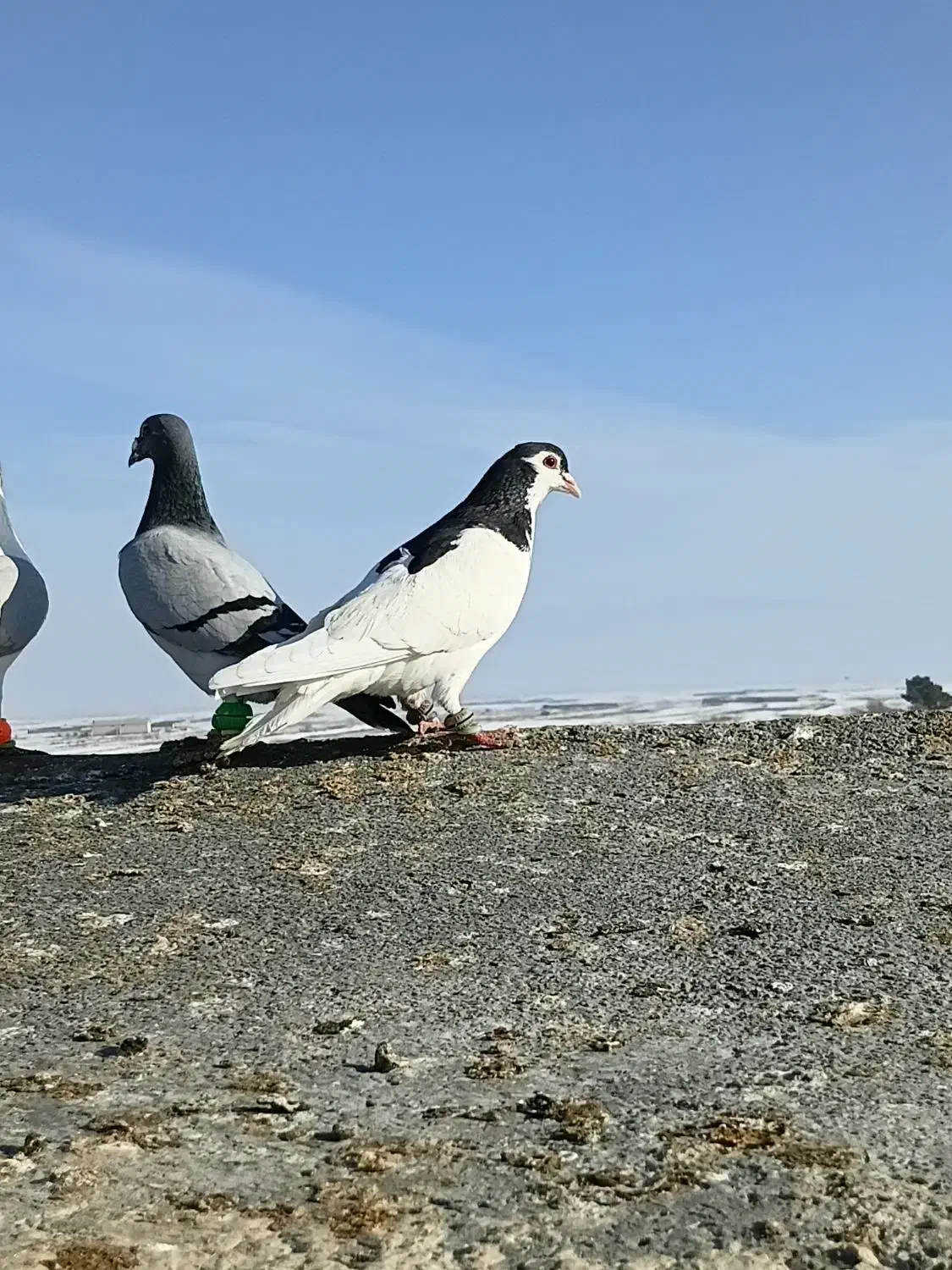 خال|پرنده|تربت جام, میان جام|دیوار