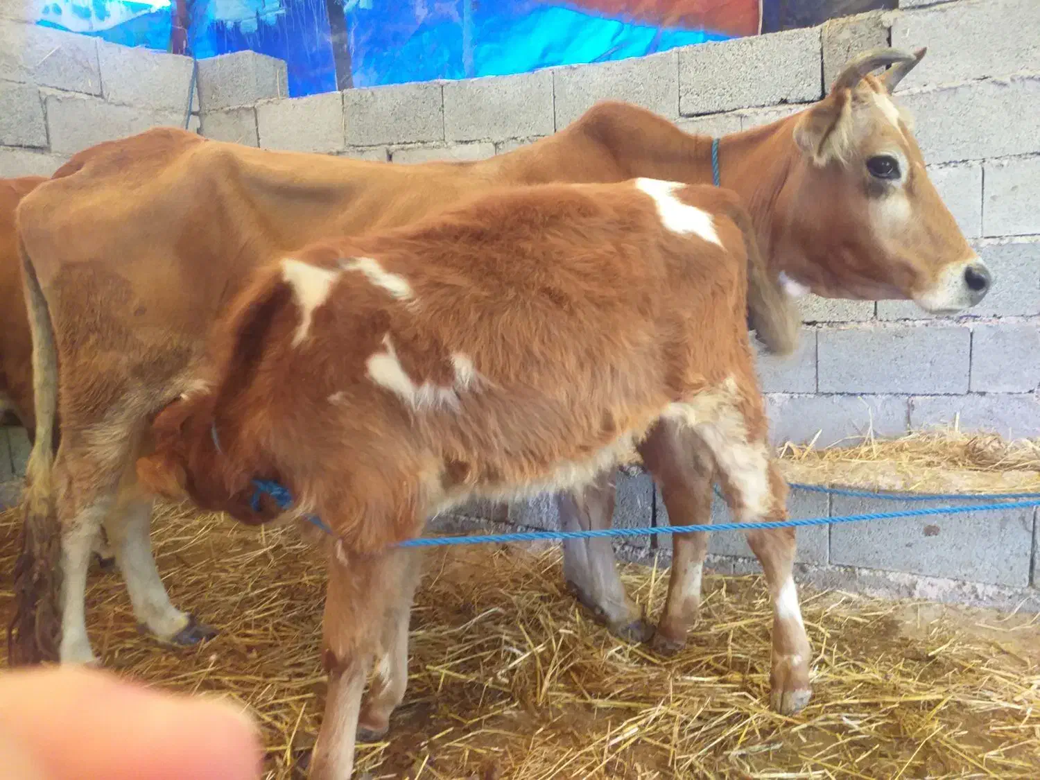 گاو با گوساله نر سیمینتال|حیوانات مزرعه|ماسال, |دیوار