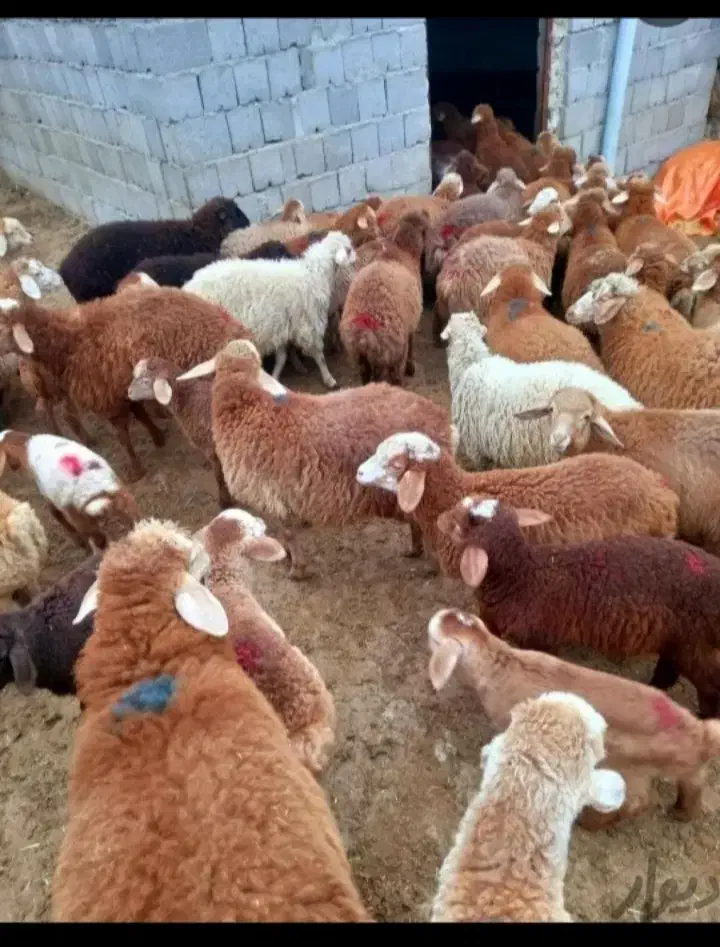 گوسفند زنده شبانه روزی با قصاب کل تهران|حیوانات مزرعه|تهران, نیروی هوایی (پیروزی)|دیوار