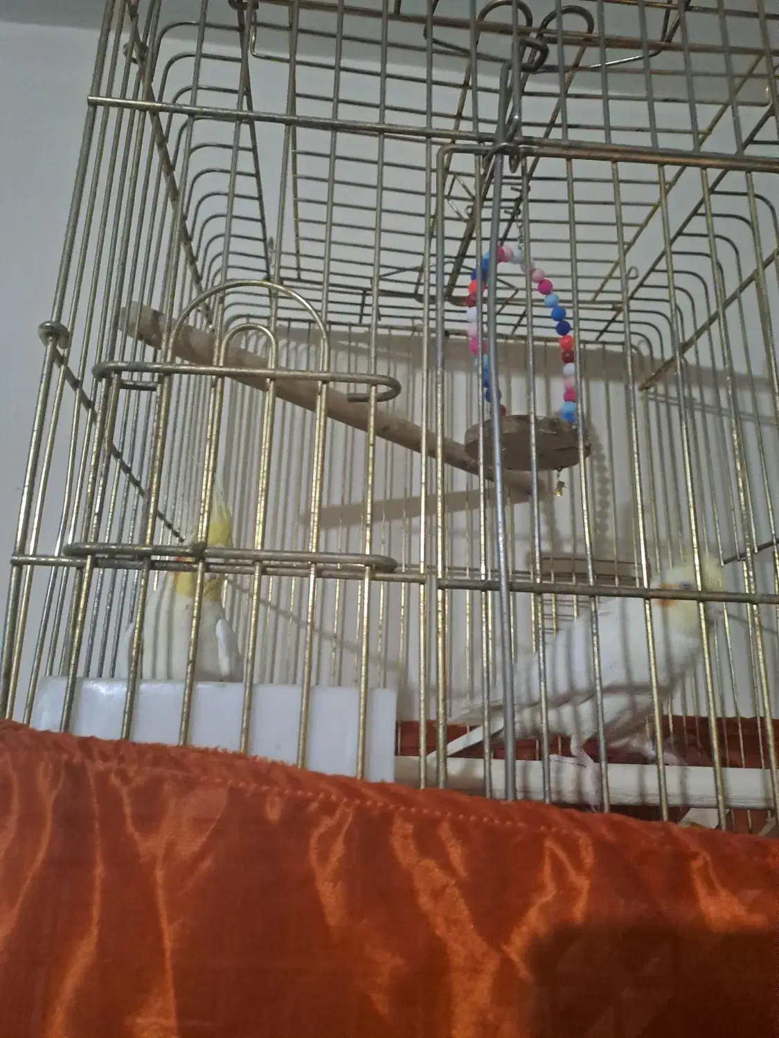 عروس هلندی مولد|پرنده|کرج, اخترآباد|دیوار