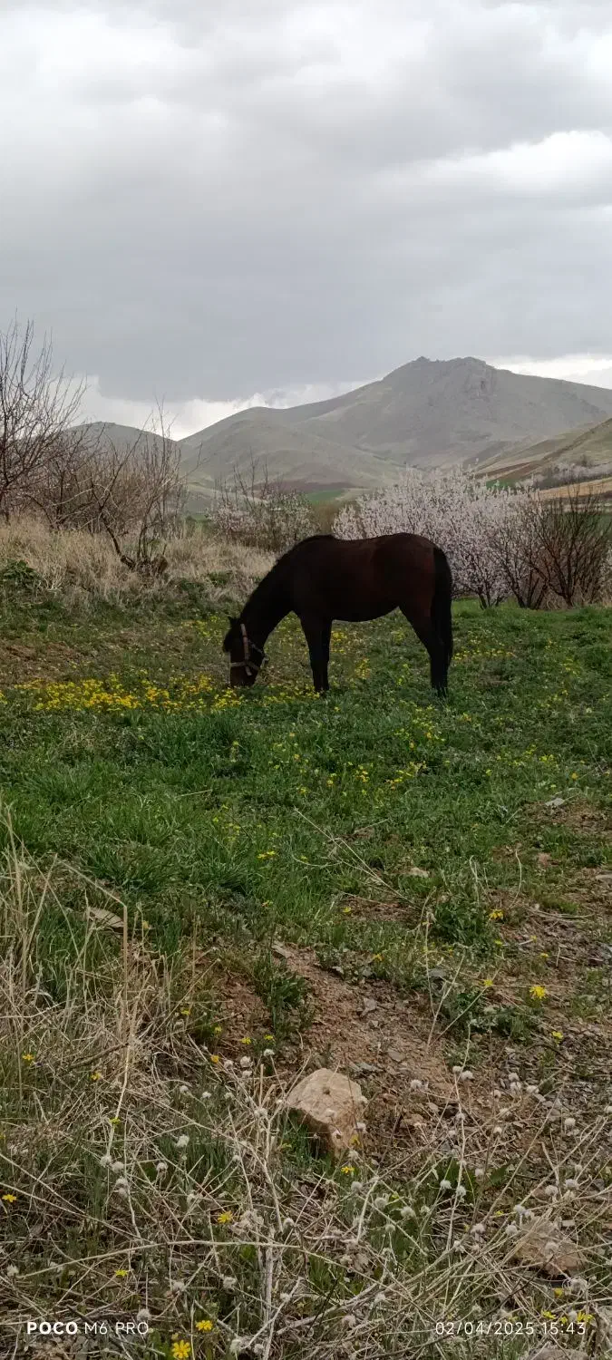 کره مادیان|اسب و تجهیزات اسب‌سواری|زیویه, |دیوار