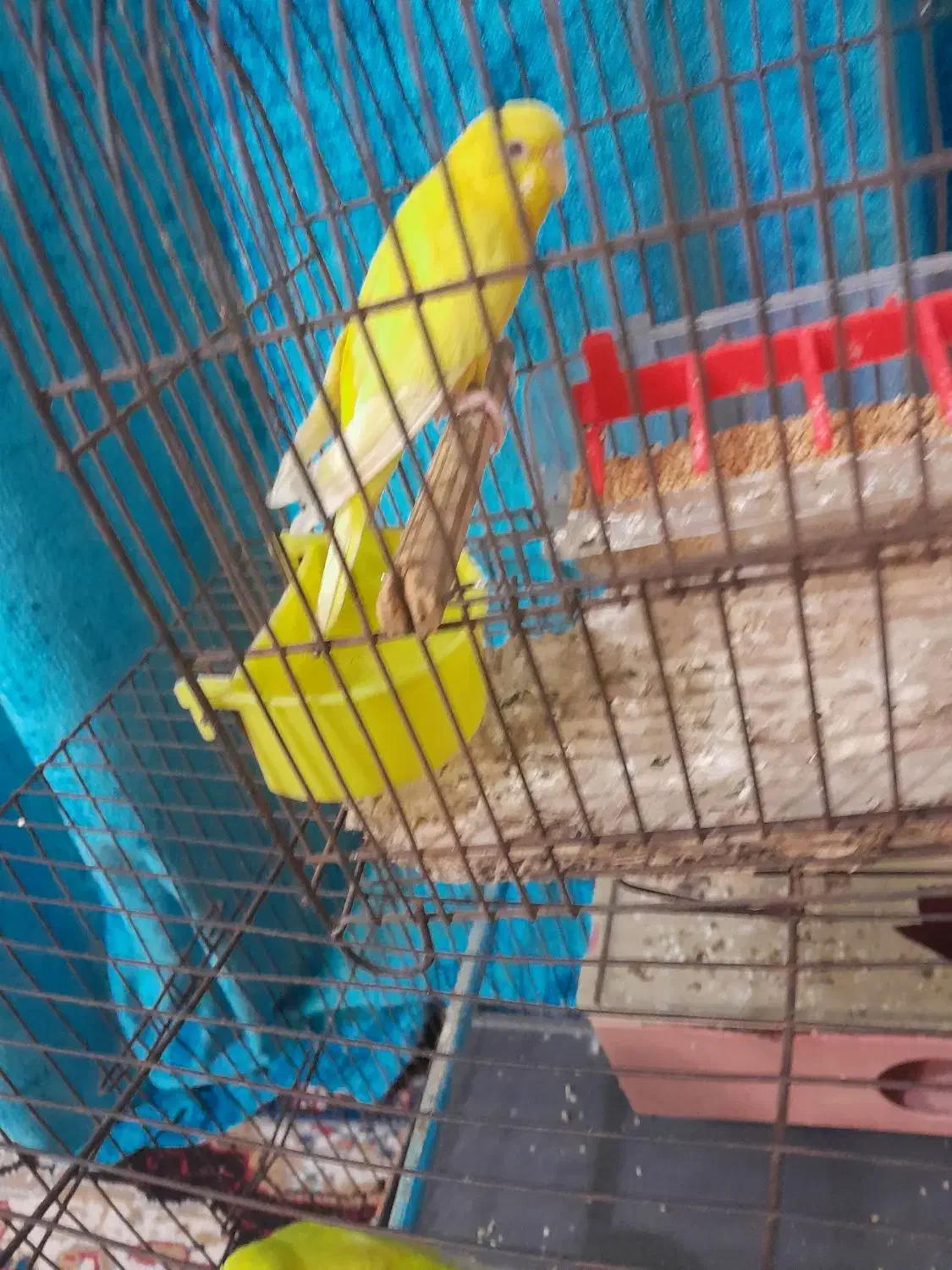 مرغ عشق|پرنده|آبادان, |دیوار