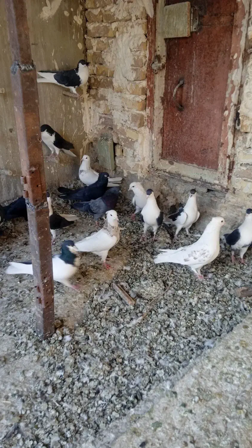 پرنده.کفتر|پرنده|فولادشهر, فولادشهر|دیوار