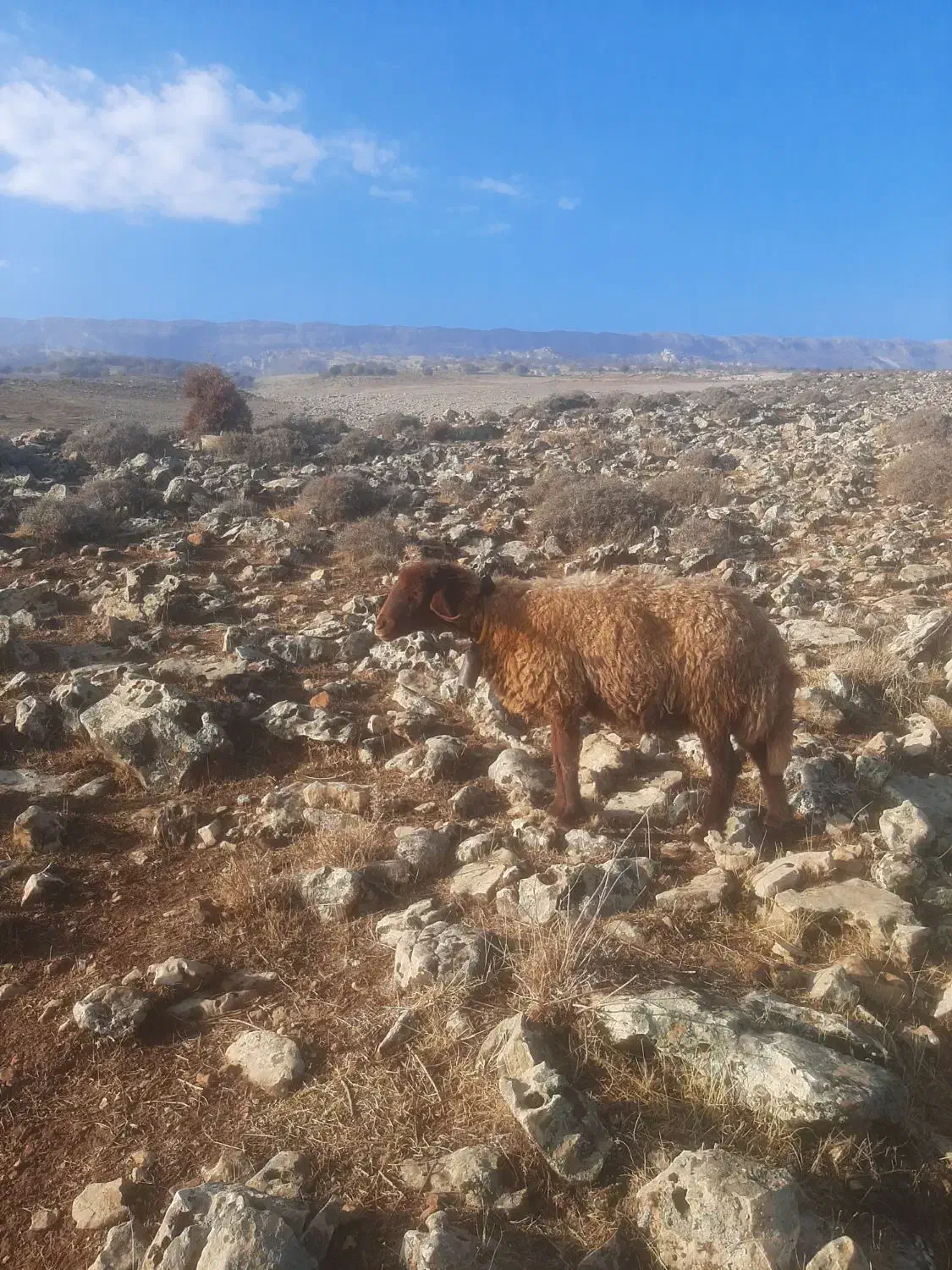 بره میش|حیوانات مزرعه|هندمینی, |دیوار