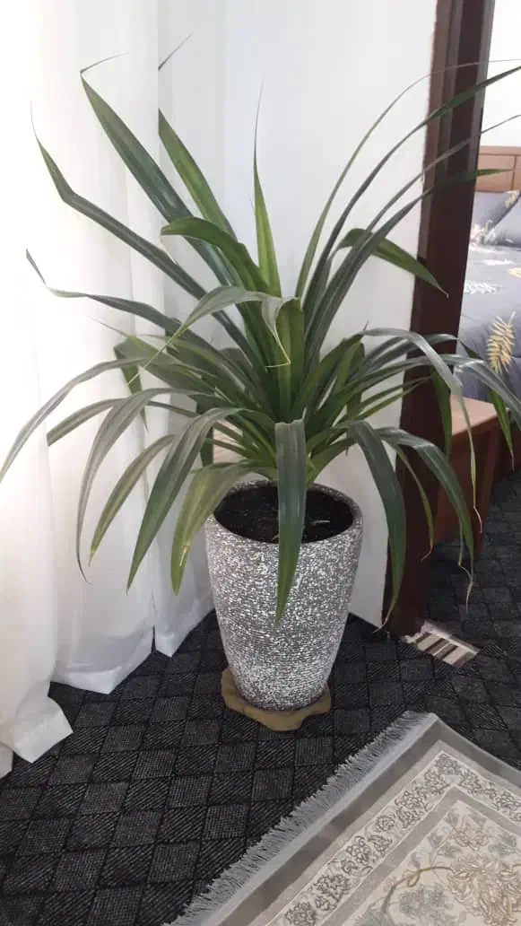 تعدادی وسیله منزل|ظروف سرو و پذیرایی|پردیس, فاز ۸|دیوار