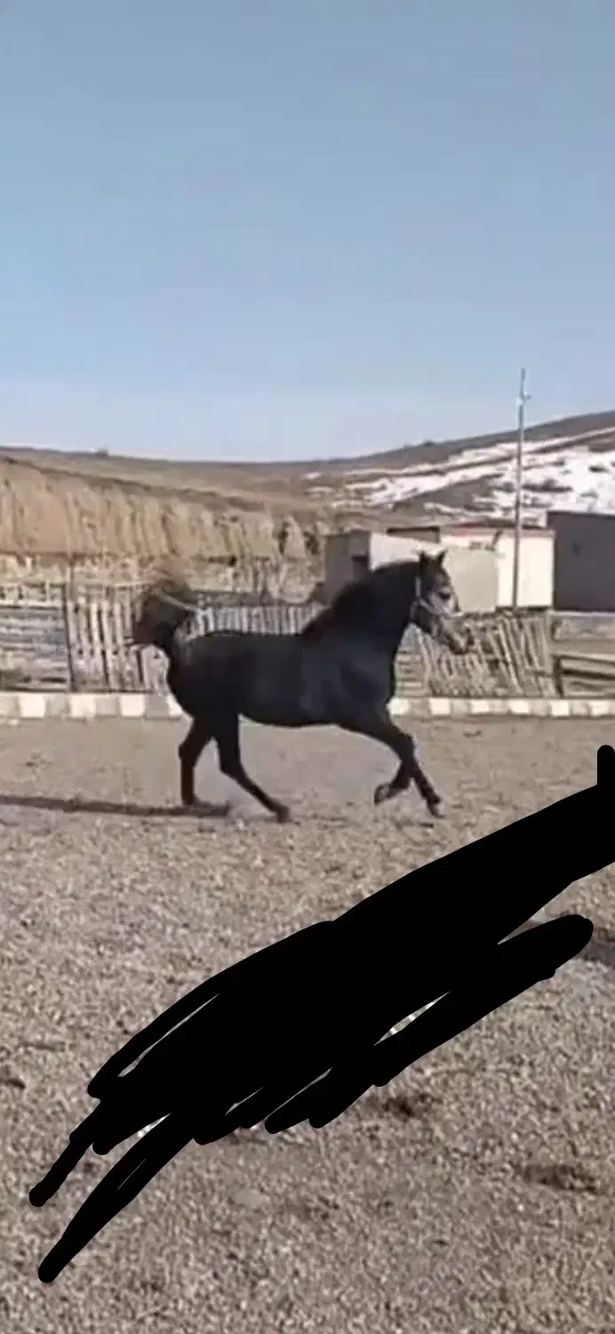 نریان‌ کورد|اسب و تجهیزات اسب‌سواری|زنجانرود, |دیوار