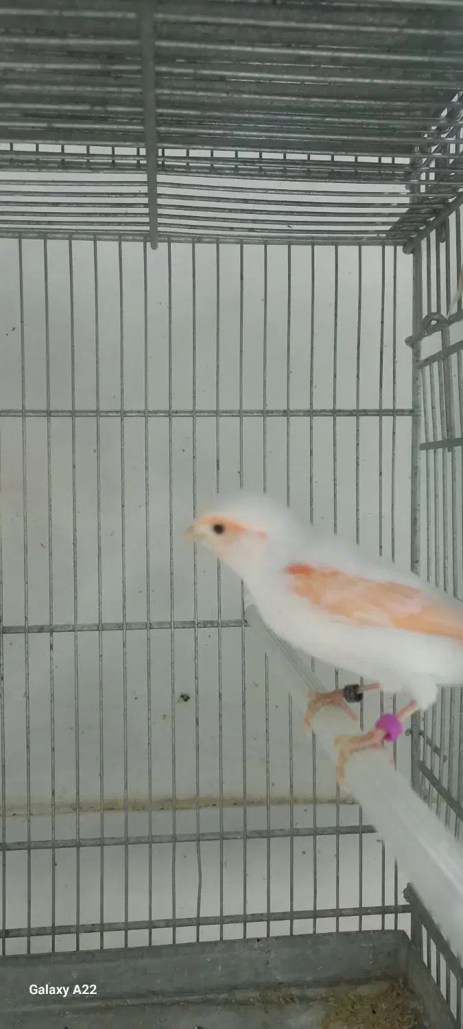 قناری موزاییکی و سوخته|پرنده|بهار, |دیوار