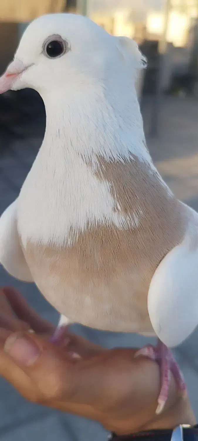 کفتر طوقی|پرنده|تهران, نجات اللهی|دیوار