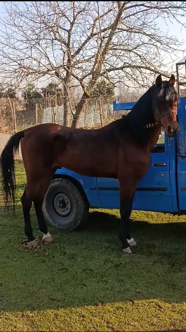 اسب نریان کرد عرب|اسب و تجهیزات اسبسواری|ماسوله, |دیوار