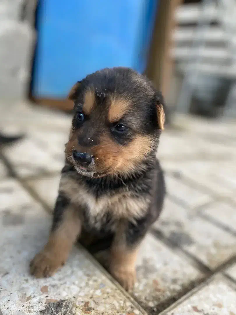 توله ژرمن شپرد|سگ|نوشهر, |دیوار