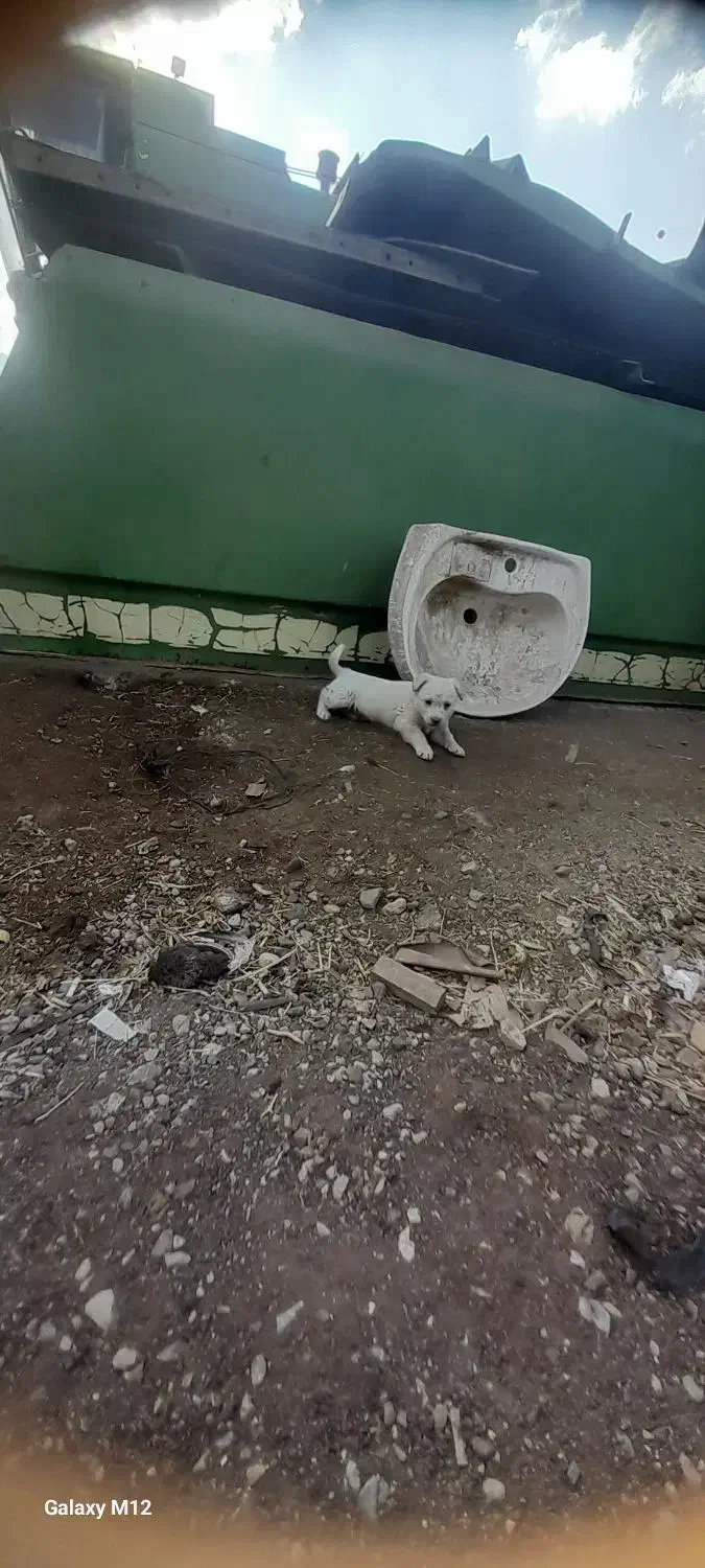 توله ای پا کوتا جیبی|سگ|قروه, |دیوار