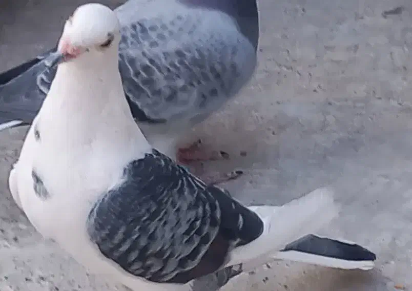 کبوتر  پلاکی دوبی|پرنده|پیر بکران, |دیوار