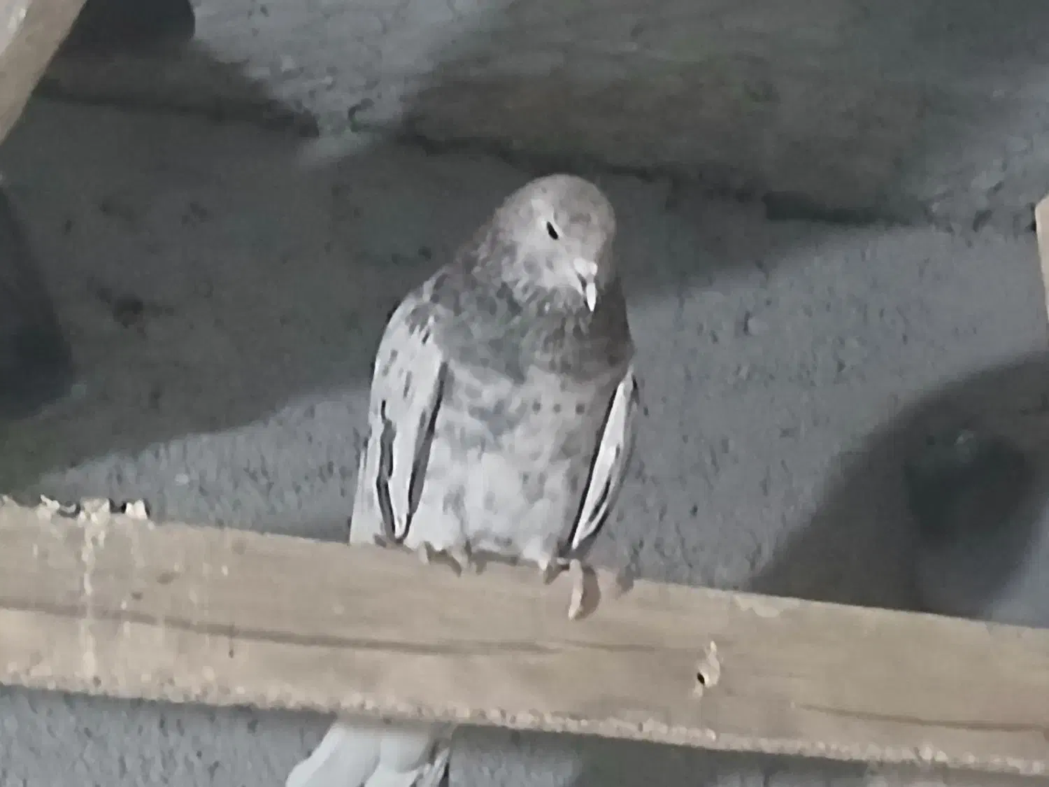 کبوتر سرور|پرنده|خوانسار, |دیوار