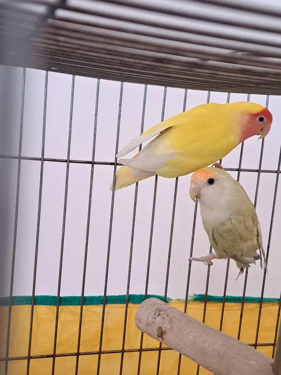 طوطی برزیلی|پرنده|بهار, |دیوار