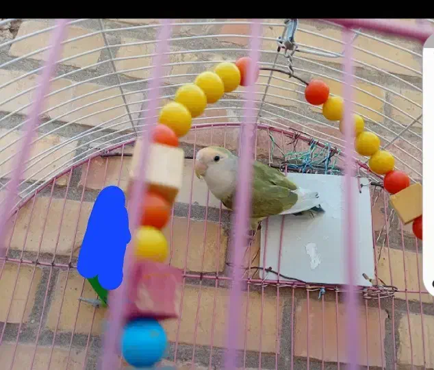 برزیلی گمونم نر باشه با فیشر ۵ماه تا یکسال معاوضه|پرنده|بندر امام خمینی, |دیوار