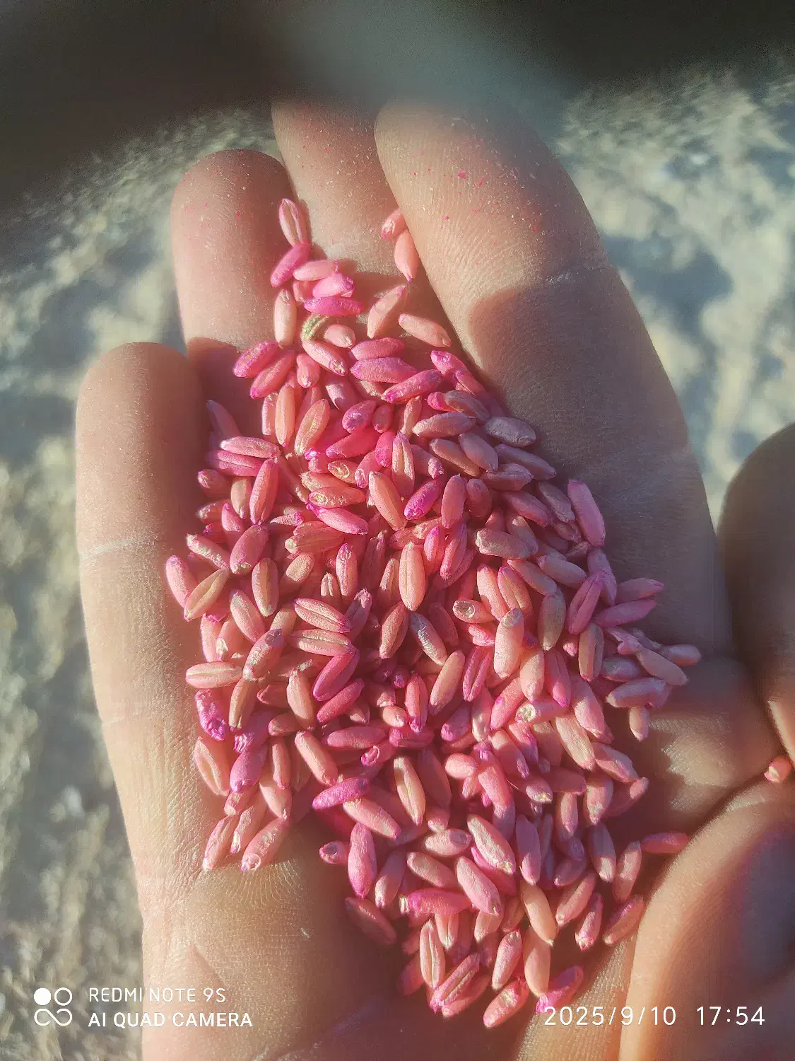 گندم بذری خوب از ما بخواهید.|عمده‌فروشی|میانه, |دیوار