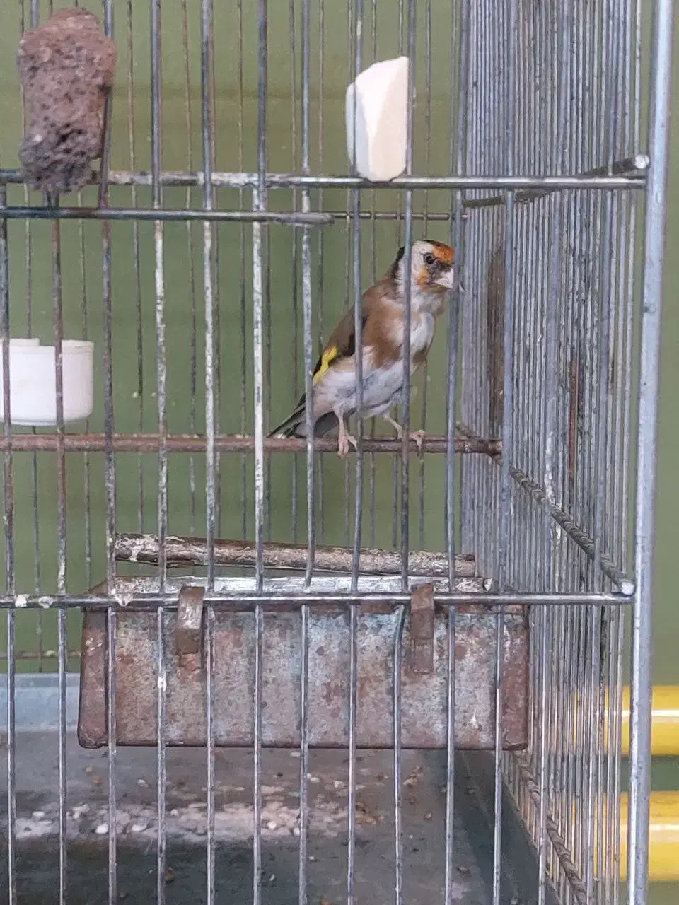 ماده|پرنده|تهران, دانشگاه شریف|دیوار