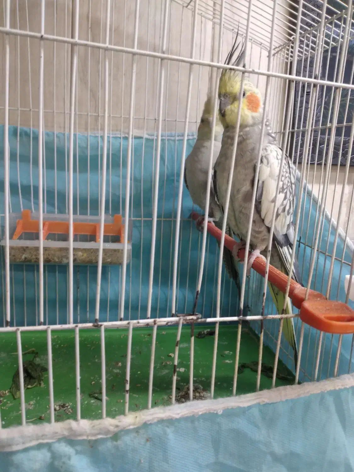 جفت عروس هلندی|پرنده|بندر امام خمینی, |دیوار