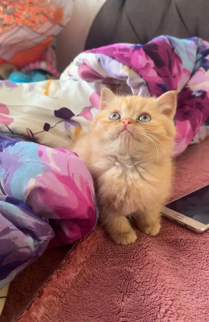 اسکاتیش بریتیش|گربه|بوکان, |دیوار