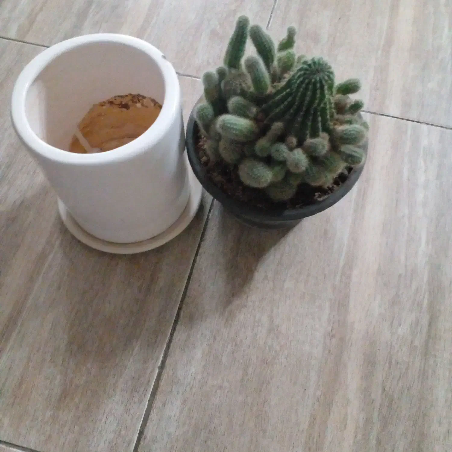 گل و گلدان|گل و گیاه طبیعی|فولادشهر, C8|دیوار