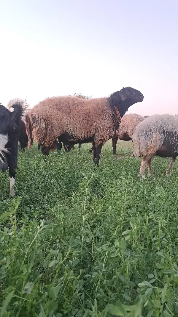 قوچ و بره قوچ گل چین شده|حیوانات مزرعه|اصفهان, براآن شمالی|دیوار