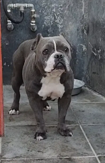 بولی|سگ|بومهن, |دیوار