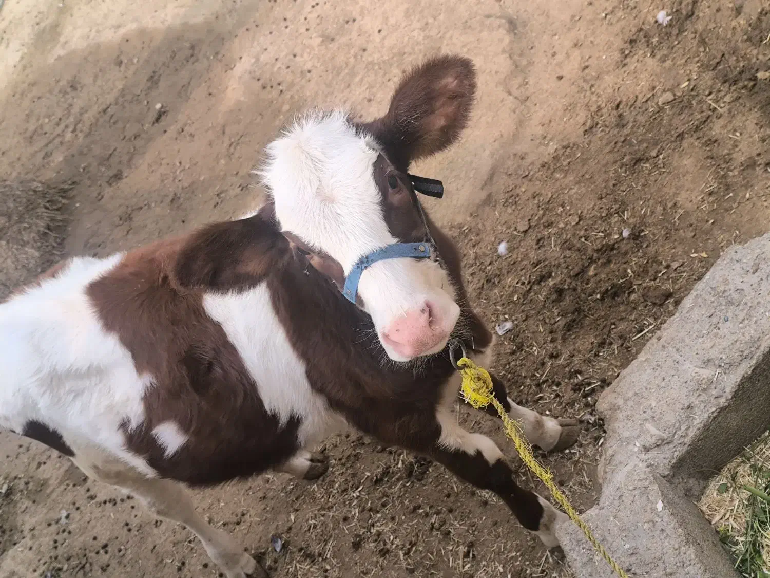 گاو خارجی با گوساله|حیوانات مزرعه|کرخه, |دیوار