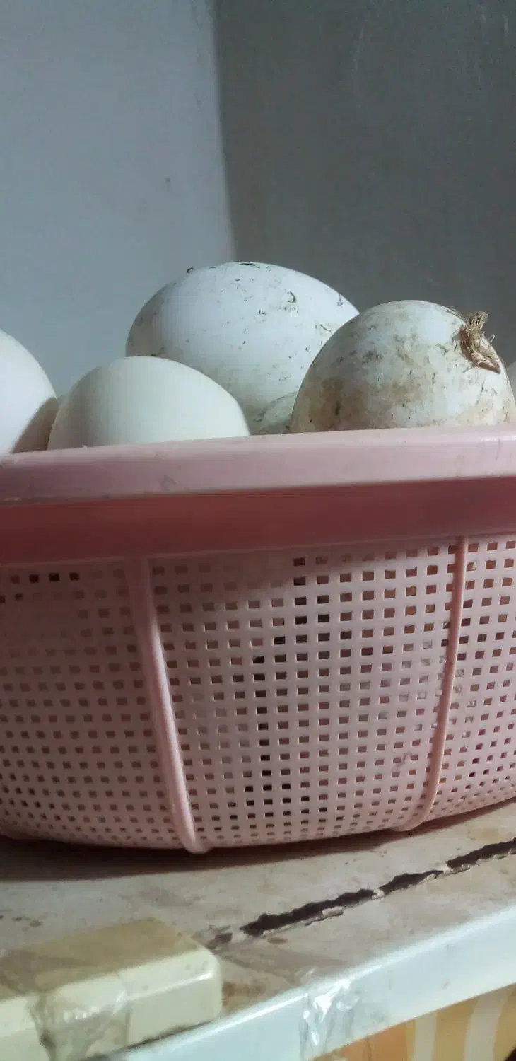 تخم.غاز|حیوانات مزرعه|گمیشان, |دیوار